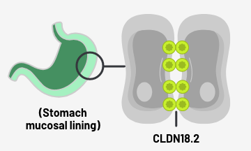 CLDN18.2 がタイトジャンクションの構成要素として存在する正常な胃粘膜